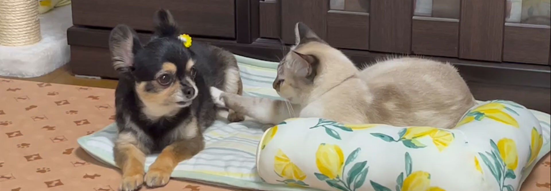 PROFILE イメージ画像