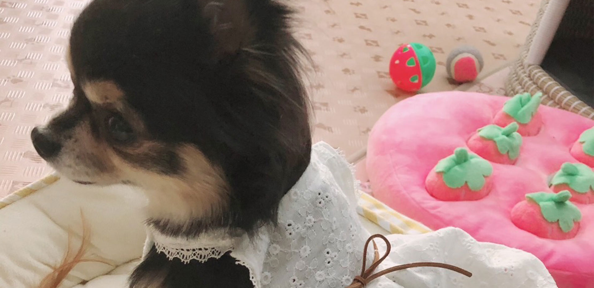 保護犬と手作りわんこ服 yuwawa イメージ画像01