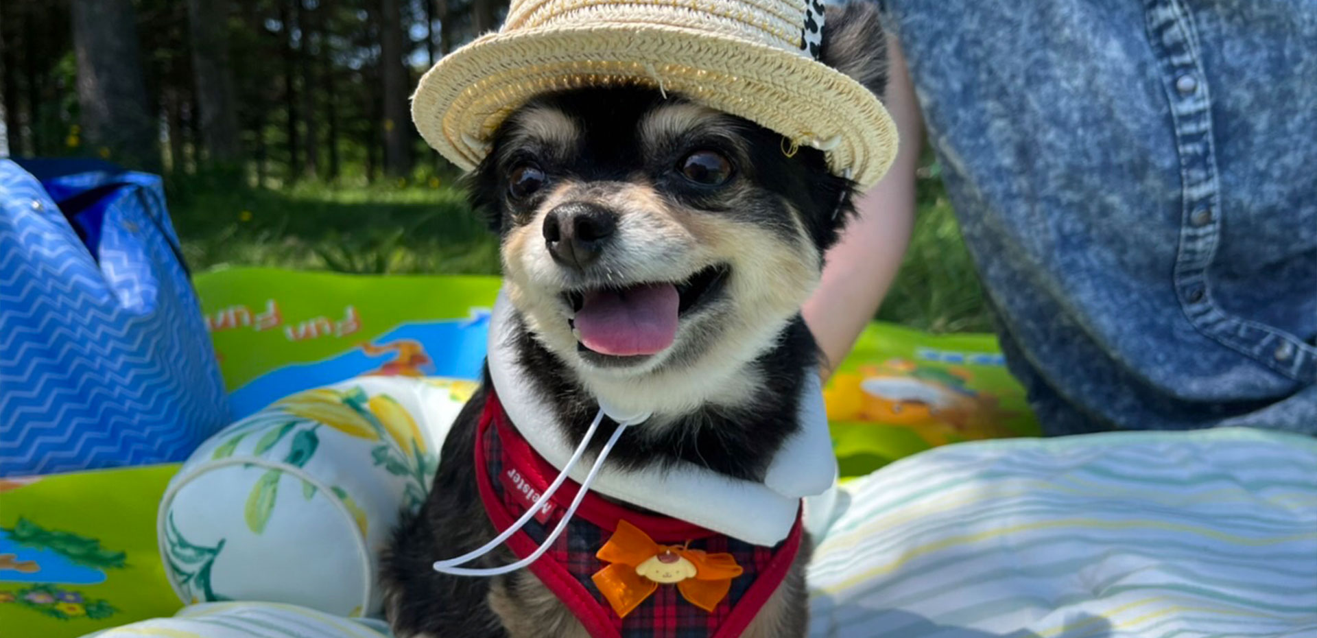 保護犬と手作りわんこ服 yuwawa イメージ画像02