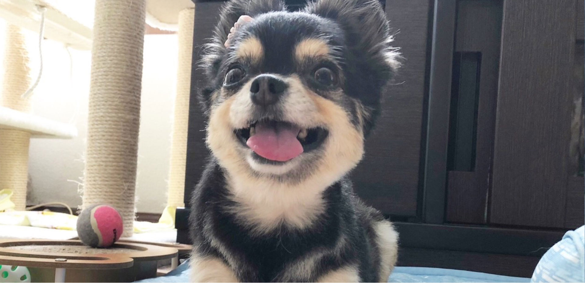 保護犬と手作りわんこ服 yuwawa イメージ画像03