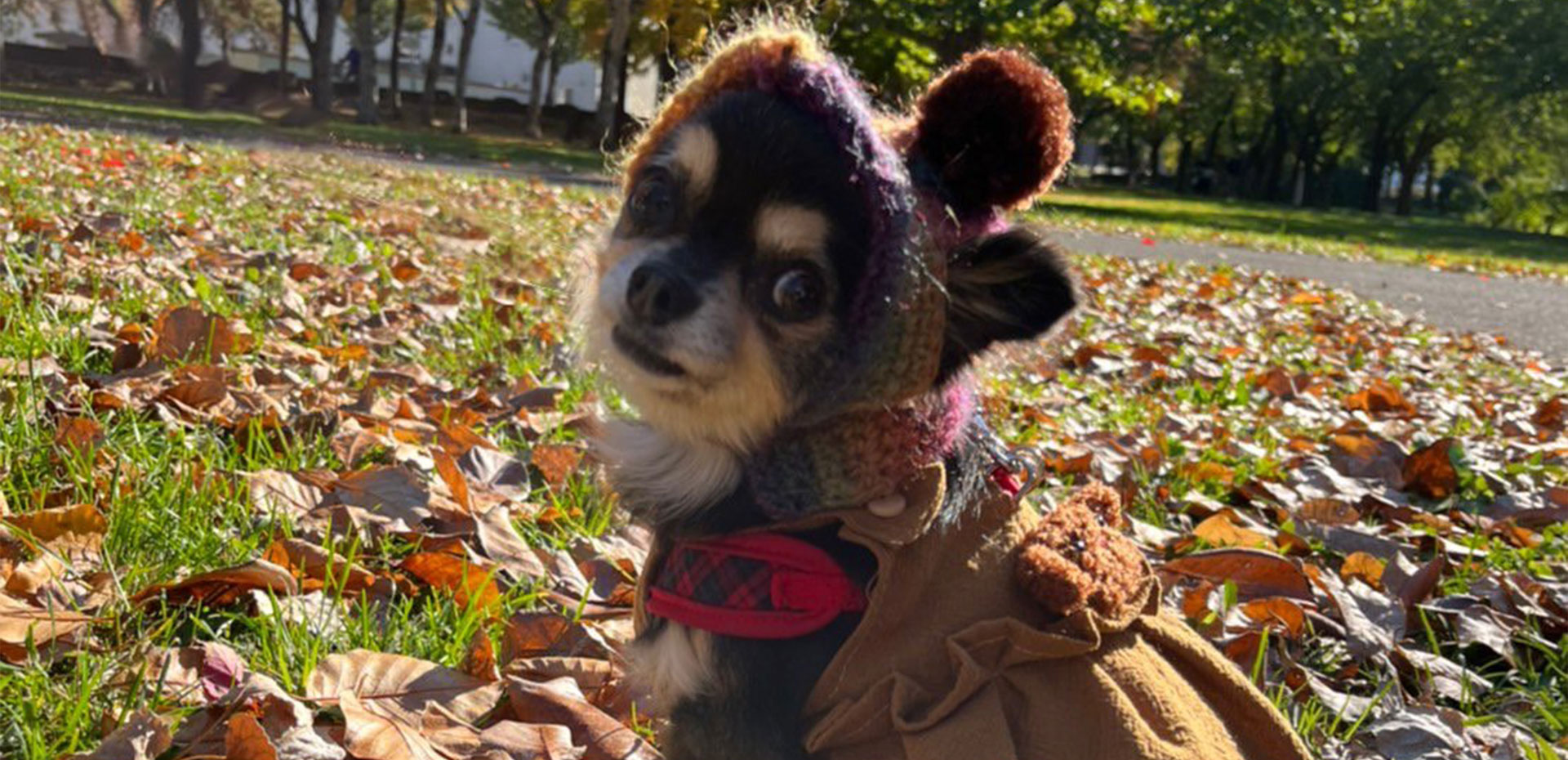 保護犬と手作りわんこ服 yuwawa イメージ画像04